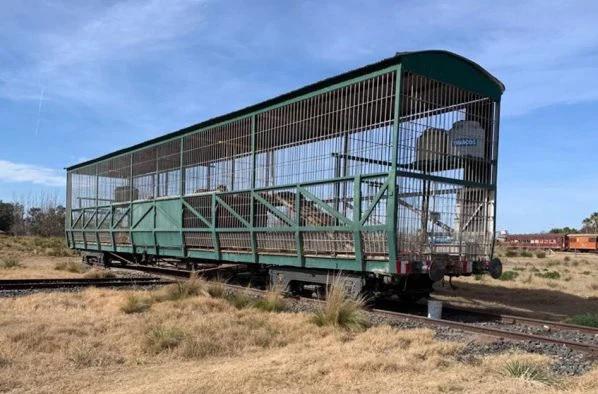 tigre de bengala jaula