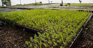 Plan Forestación Maipú 2