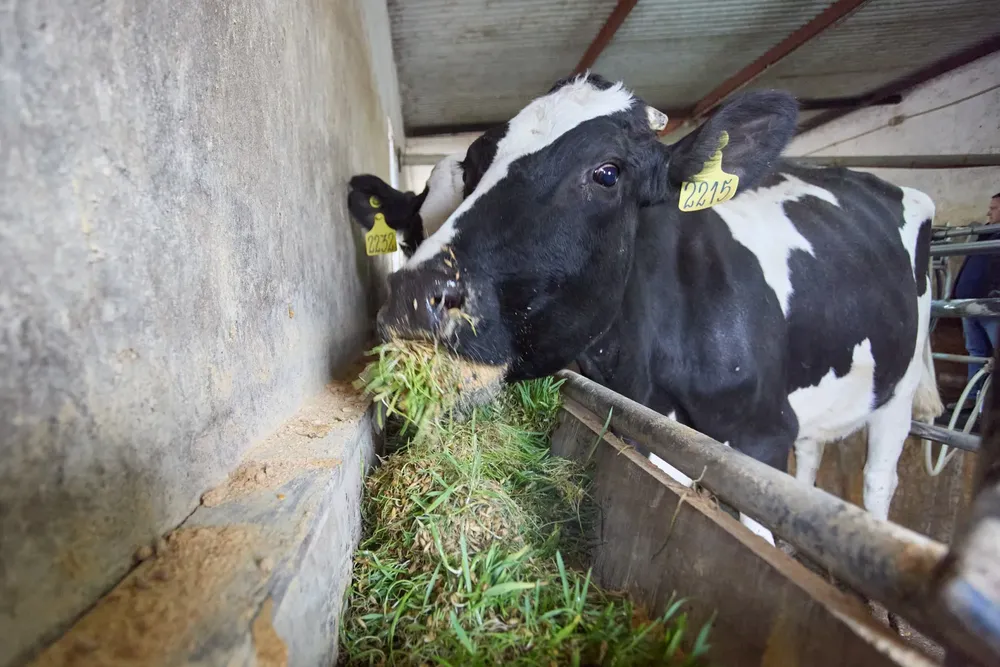 Las Heras, tambo Guercio