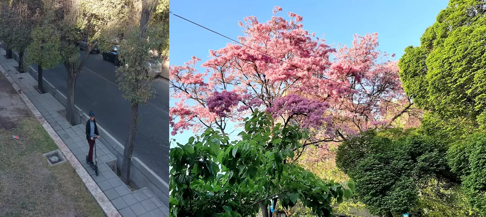 pedromolina_paloborracho