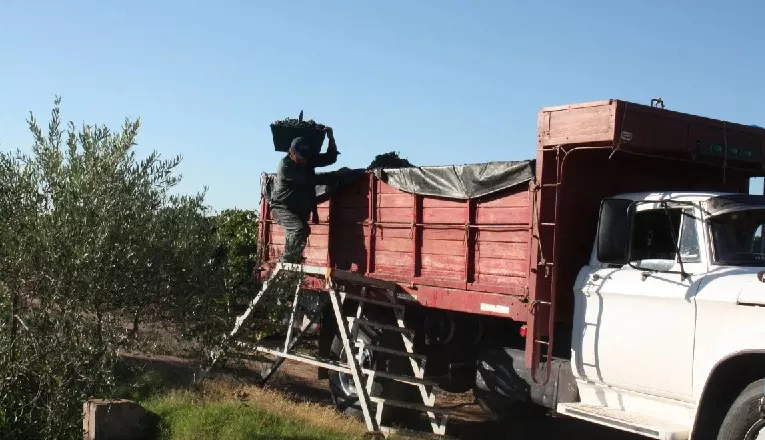 camiones cosecha