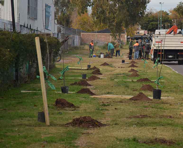 plantacion-de-árboles-ciclovia-godoy-cruz