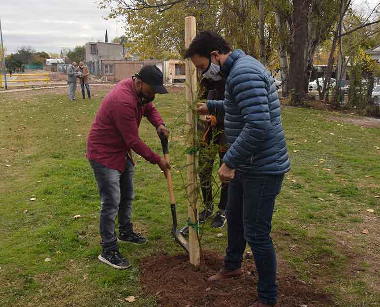 tadeo-plantacion-de-árboles