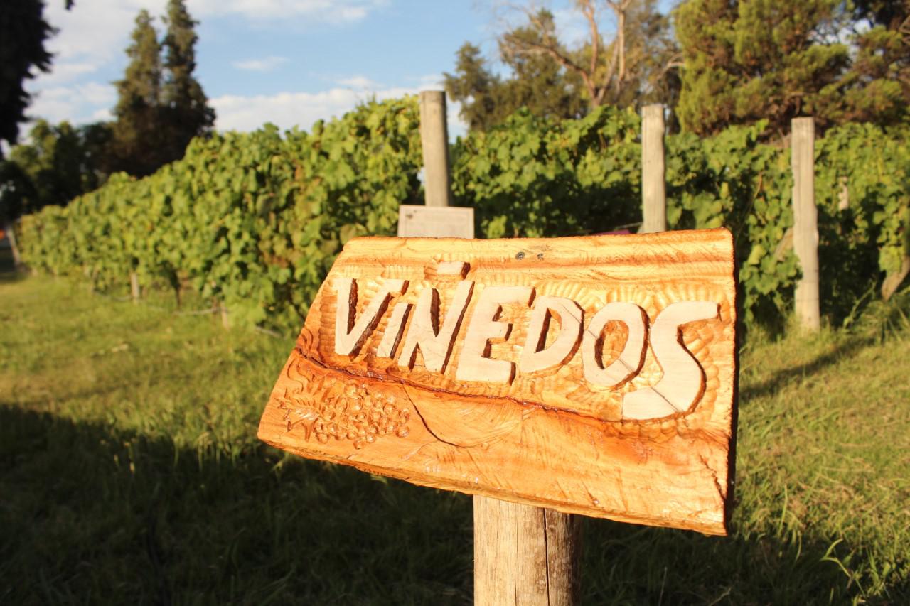 Viñedos en El Plumerillo