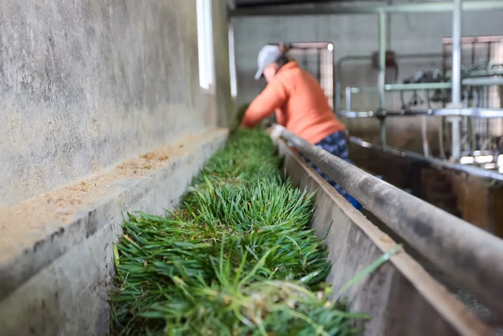 Las Heras, tambo Güercio, Hipodromía