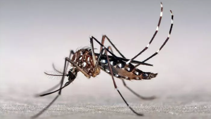 foto-aedes-700x394