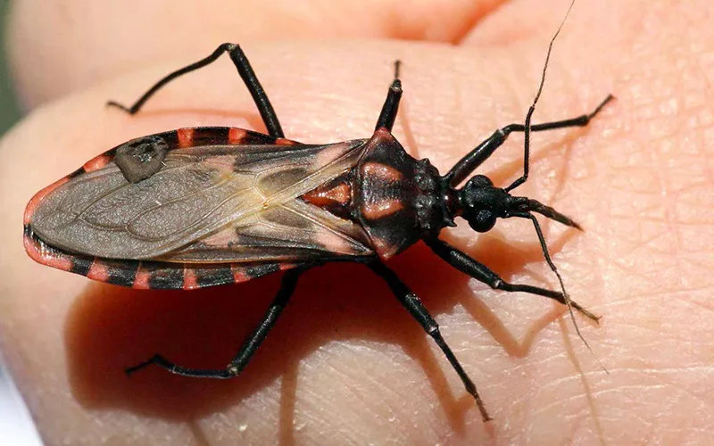 chagas vinchuca