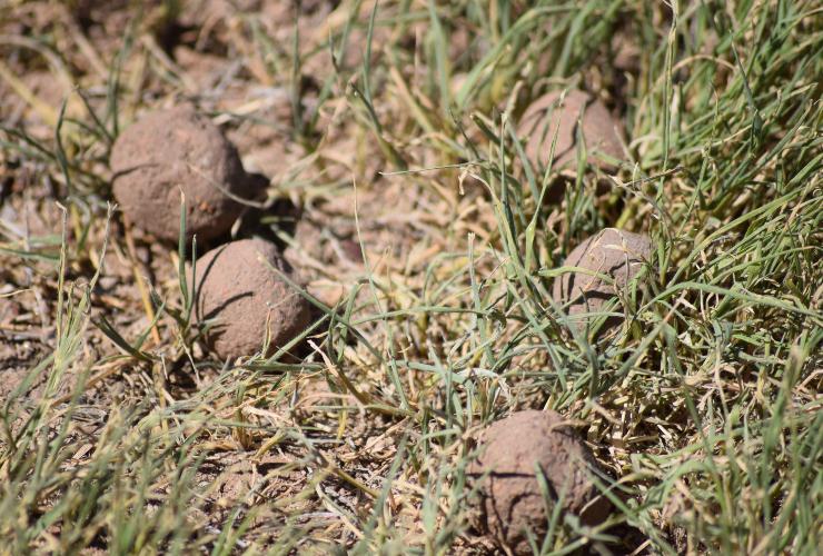 Bombas de Semillas en El Morro (San Luis)