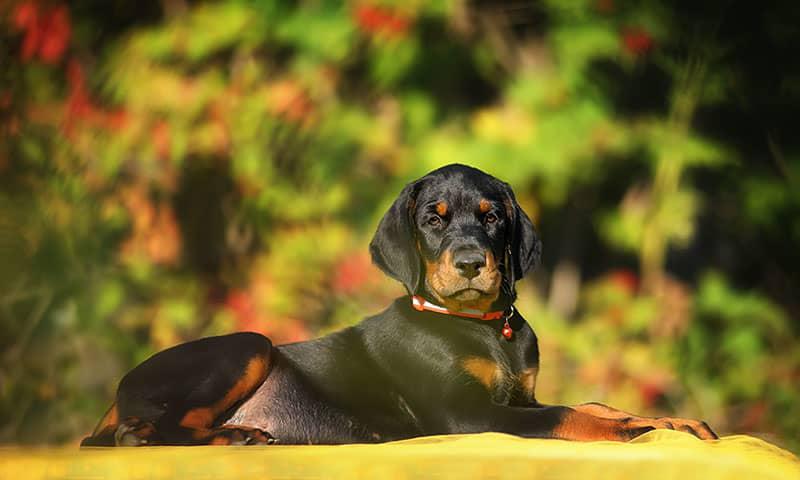 dobermann-cachorro-a