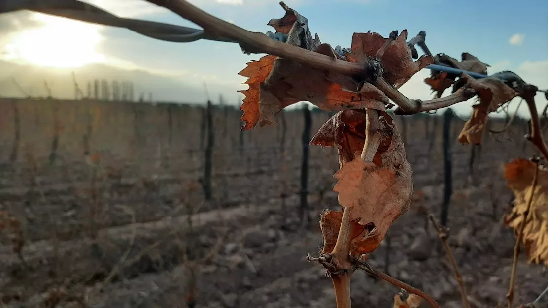 otoño_mendoza