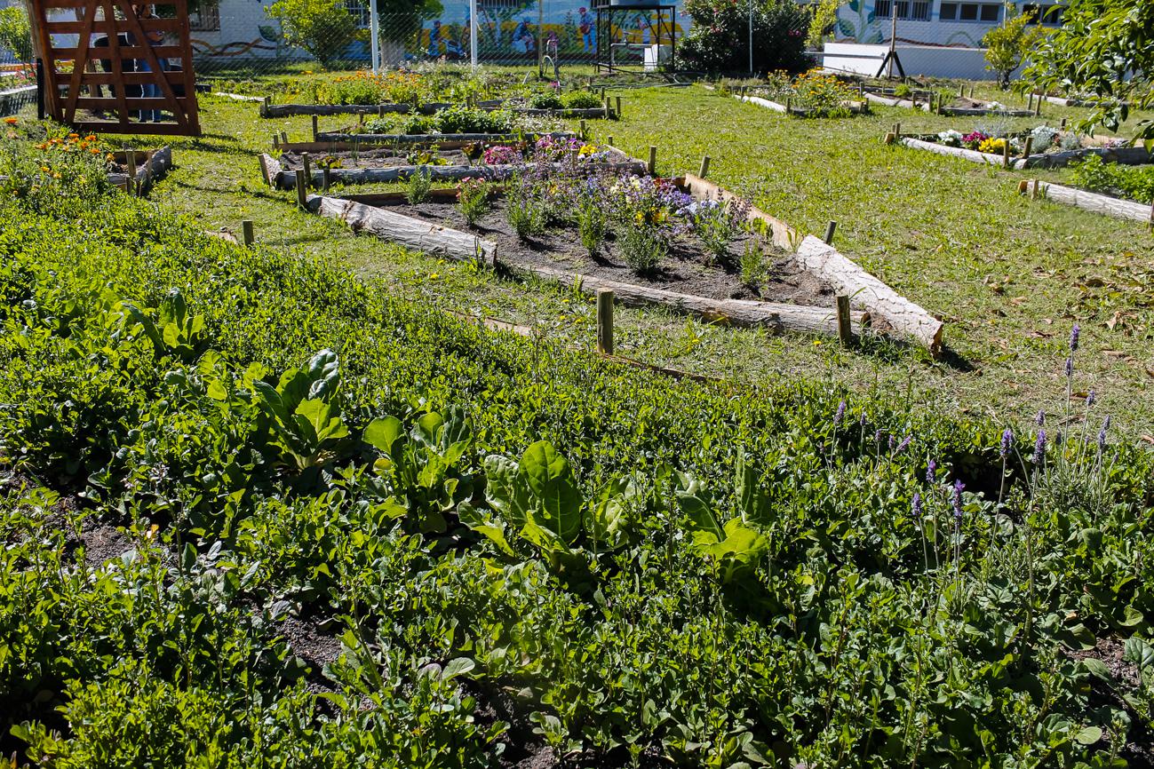 Huerta agroecológica (1)