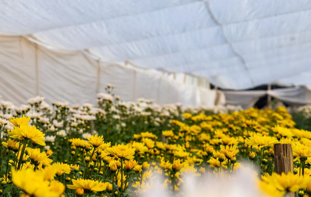 banco de insumos para floricultores 2