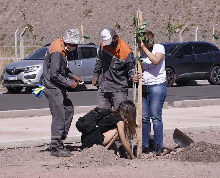 plantacion-de-arboles-alsina