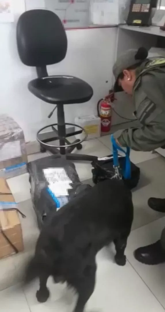 el_can_antinarcoticos_eko_detecto_marihuana_en_la_bodega_de_un_omnibus_2