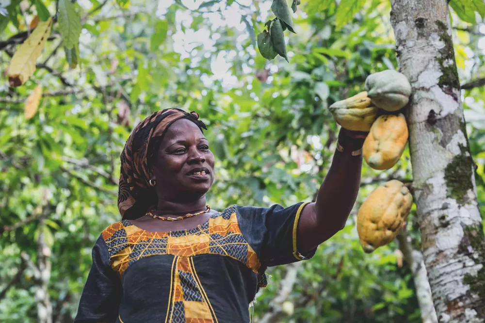 pic_ct_farmer_beatriceivorycoastcacaopods
