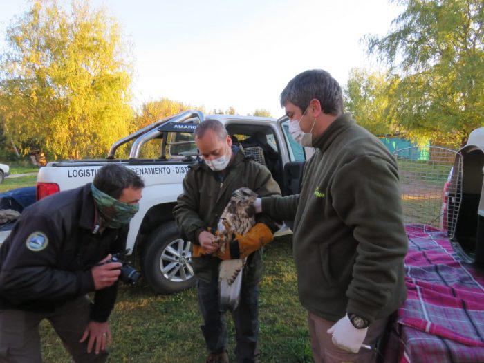 AguilaCoronada8-700x525