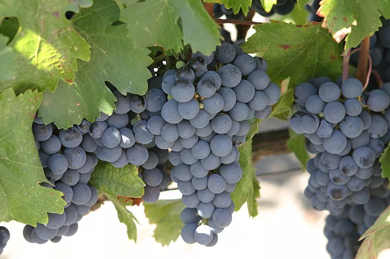 800px-Malbec_grapes