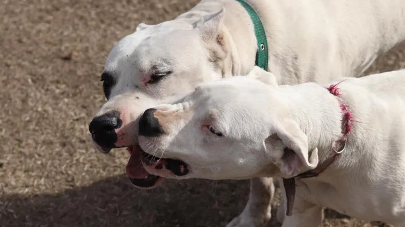 dogos