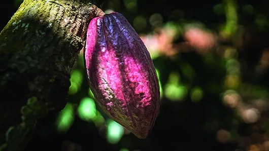 cacao-trace_vietnam-17