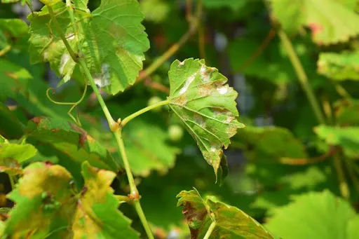 WhatsApp Image 2025-12-06 at 11.20.05 AM