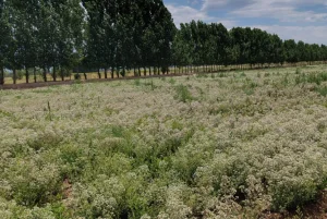 oregano-300x201