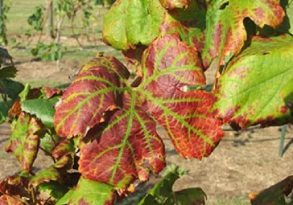 GLRaV virus del Leaf roll