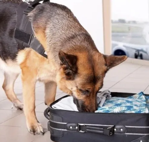 perros antidrogas