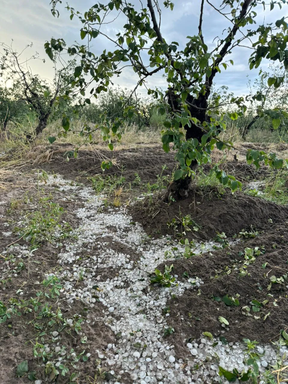 Piedra San Rafael 1112024