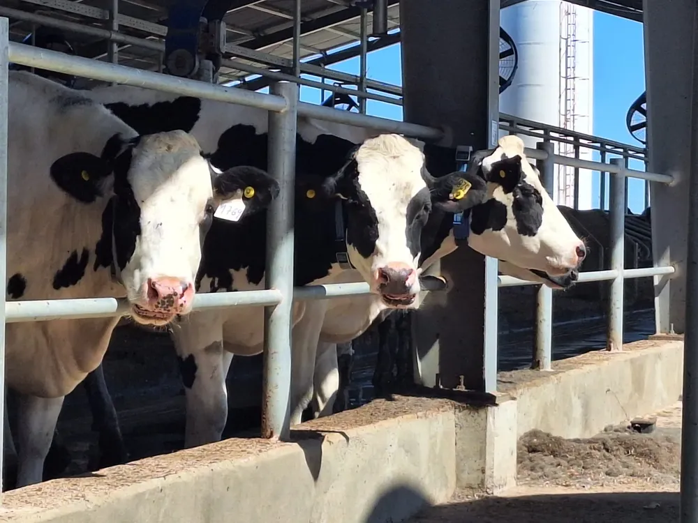 vacas coninagro