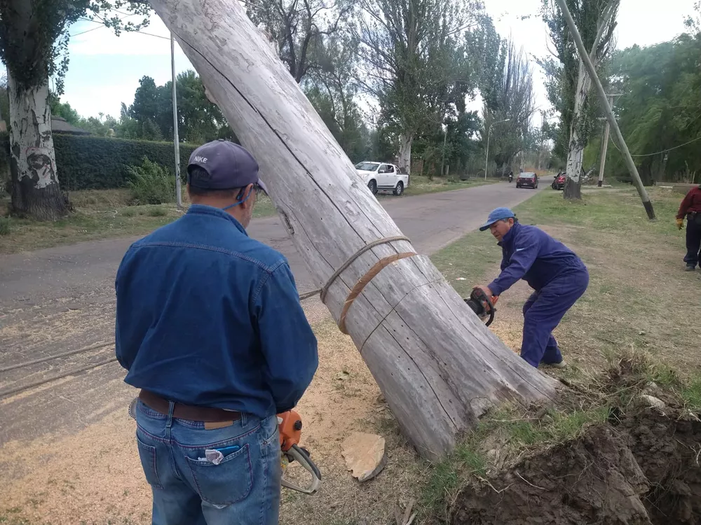 caida de arboles 5