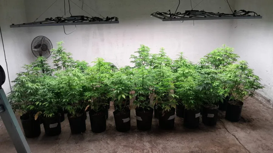 plantacion marihuana sl 5