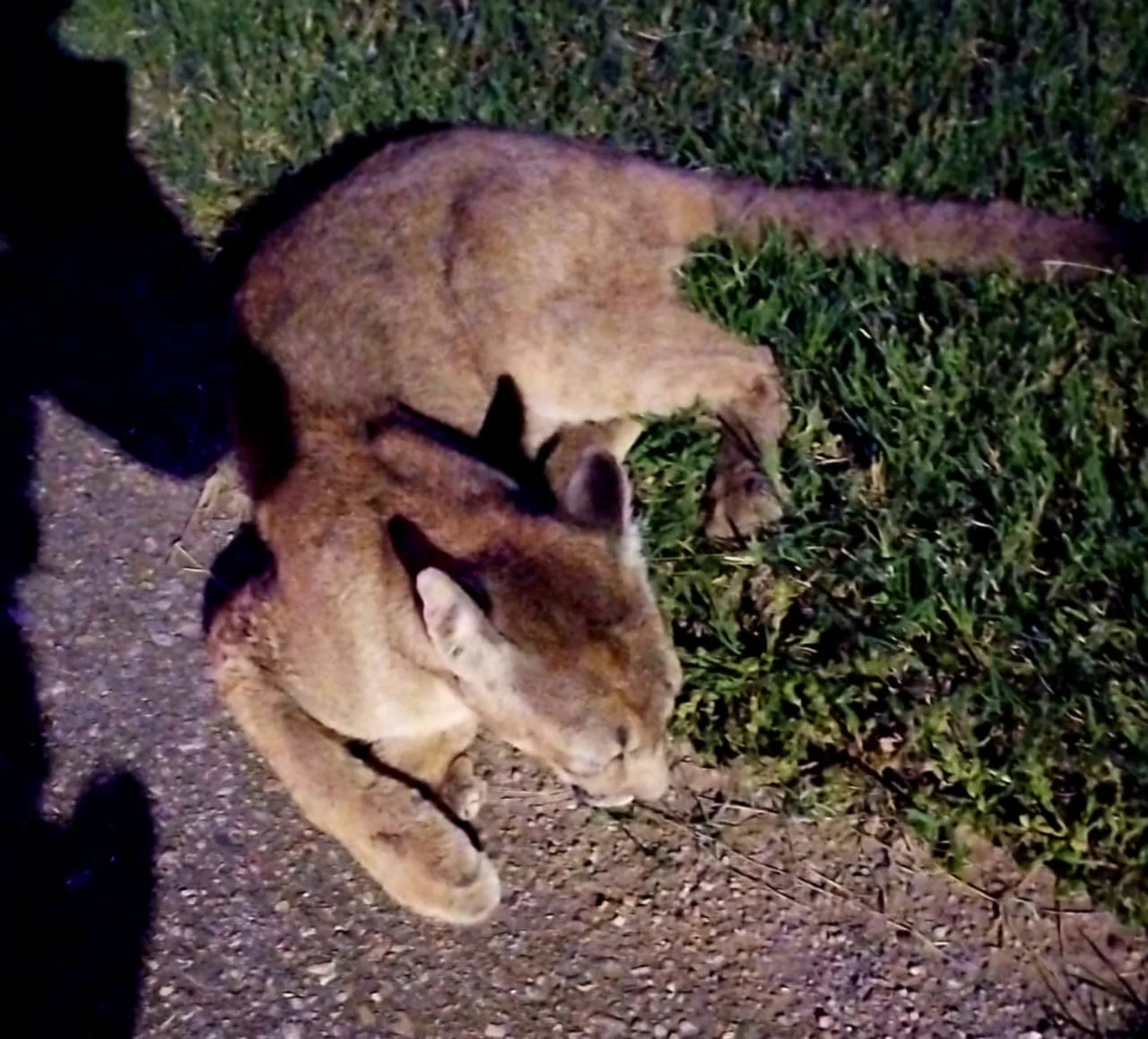 WhatsApp Image 2026-02-15 at 1.49.23 AM