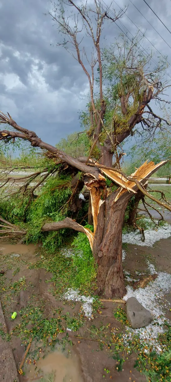 WhatsApp Image 2025-01-23 at 9.49.14 PM (1)