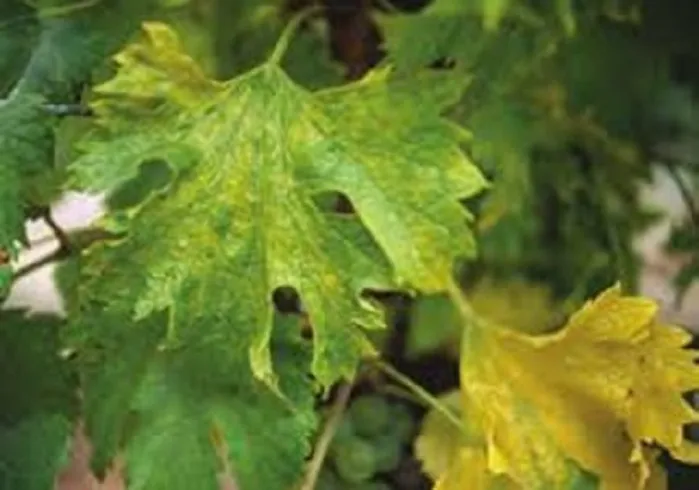GFLV  virus del Fan leaf