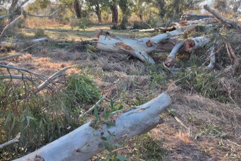 v mercedes carolinos 2