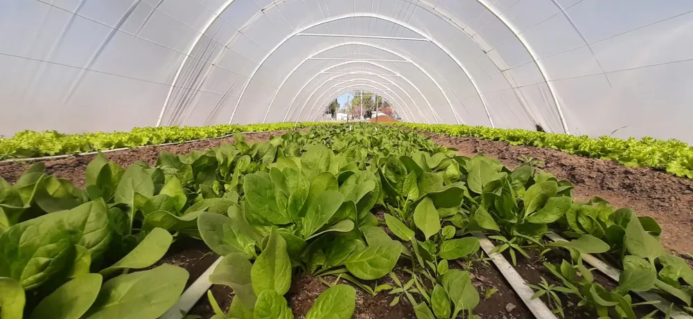 plantaciones