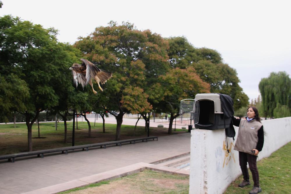 gavilanes liberacion (7)