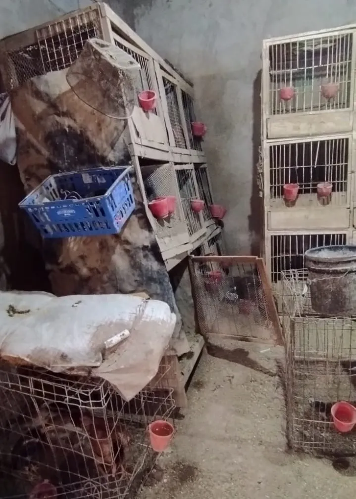 deposito gallos enjaulados