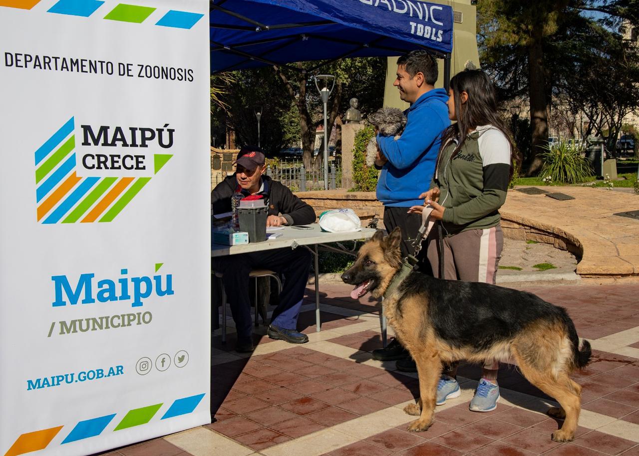 Vacunación Maipú 5