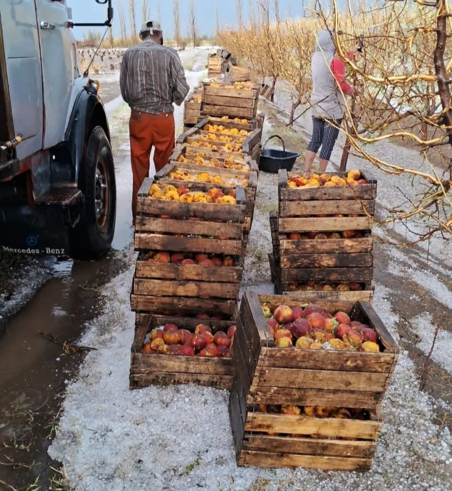 duraznos real del padre 06012025