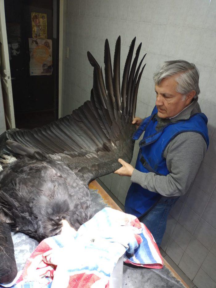 condor hembra intoxicada sr 5