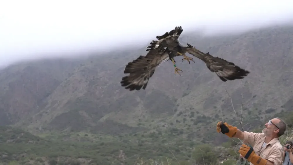 aguila coronada liberada SJ 2025