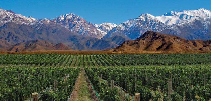 viñedo san juan 2024 malbec