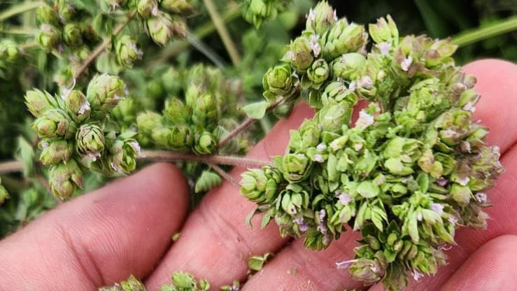 oregano-e1777099745261