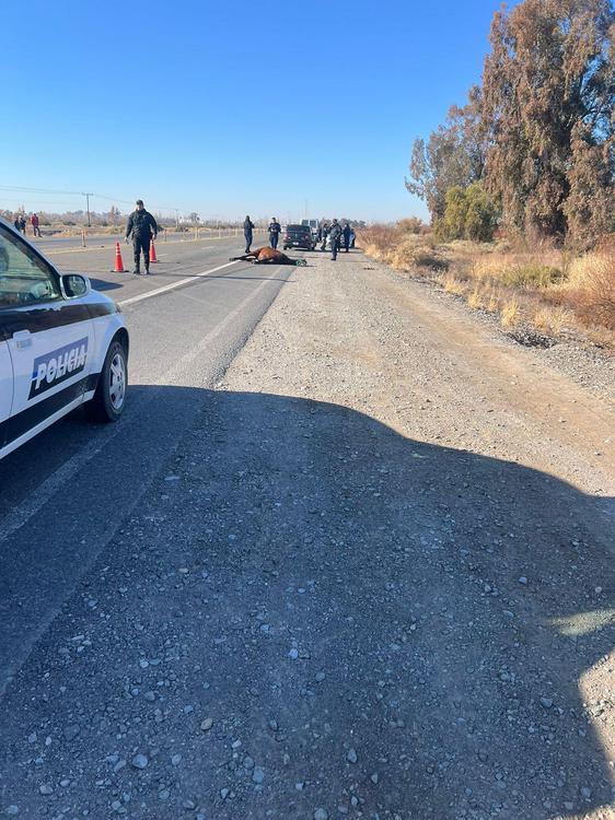 Sj muerte caballo ruta