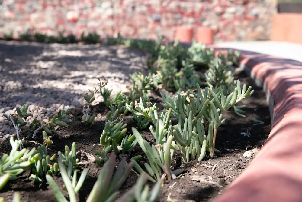 jardines xerófilos cdad