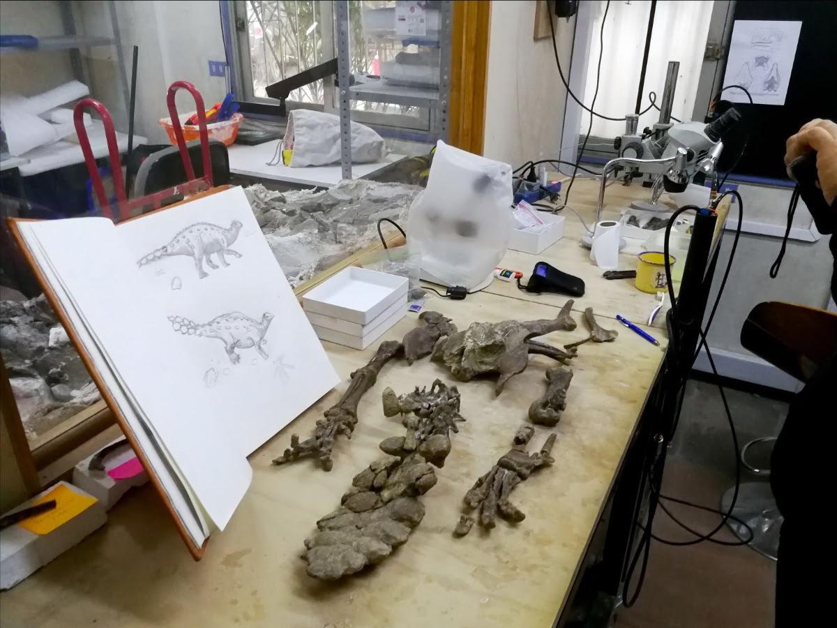 dinosaurio acorazado 3