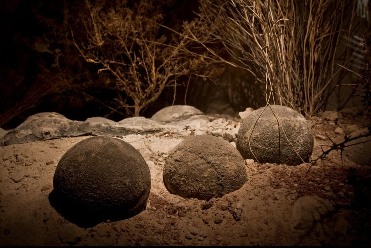 ruta dinosaurios bodega