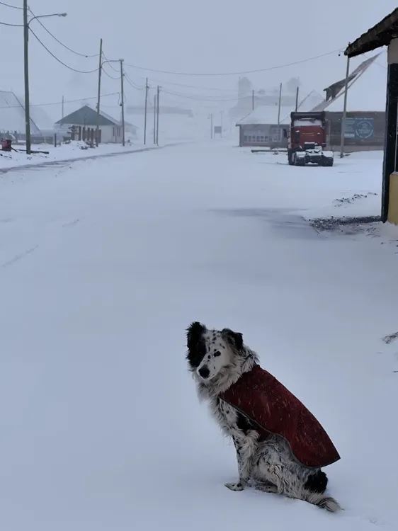 Obi perro Las Cuevas