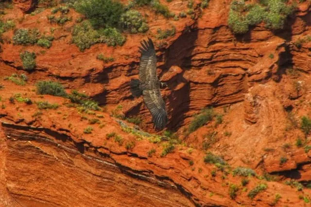 PO-Sierra-de-Las-Quijadas-II